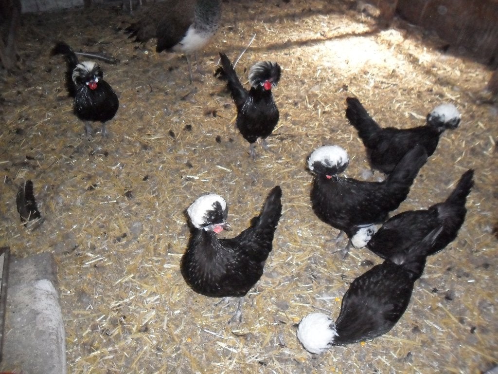 BROEDEITJES HOLLANDSE WITKUIF., Meerdere dieren, Kip