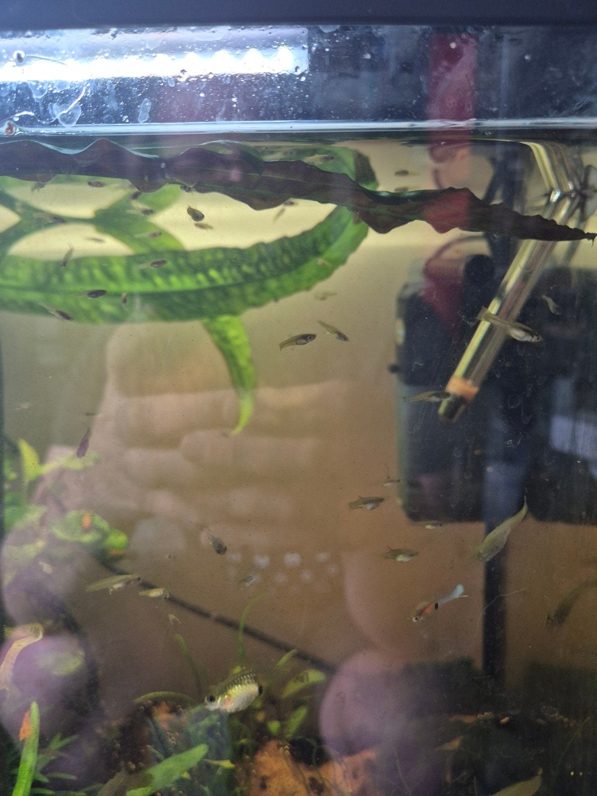 Starters groep Endler guppen (mix) ruilen tegen zak drop oid, Ophalen, Gevuld zoetwateraquarium