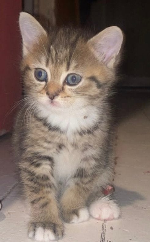 britskorthaar/langhaar kittens tekoop