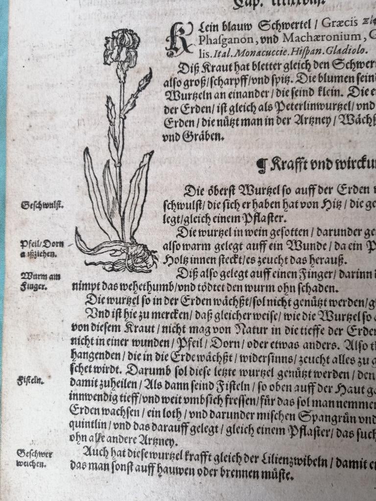 Blad uit Adam Lonicer Kräuterbuch - van 1593 gladiool?, Ophalen of Verzenden, Origineel, Houtsnede, Flora en Fauna