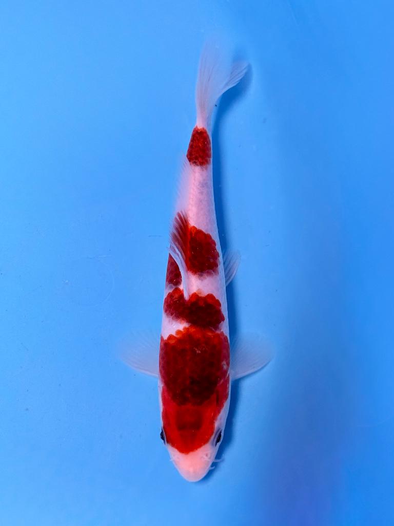 Japanse Koi – Marushi | Goromo | Incl Certificaat, Karper of Koi