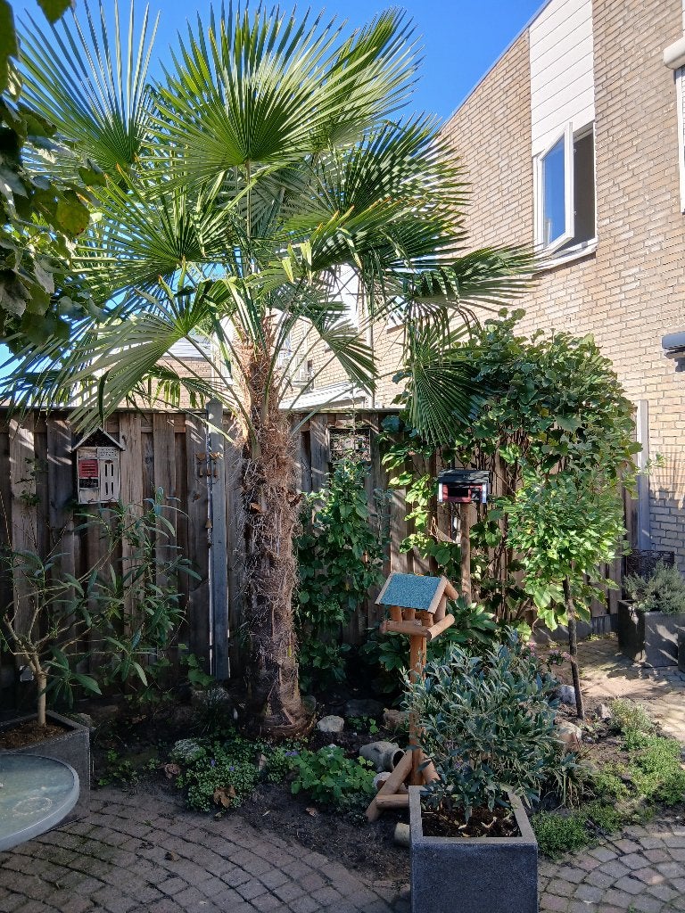 Palmboom, 250 tot 400 cm, Zomer, Palmboom, Ophalen