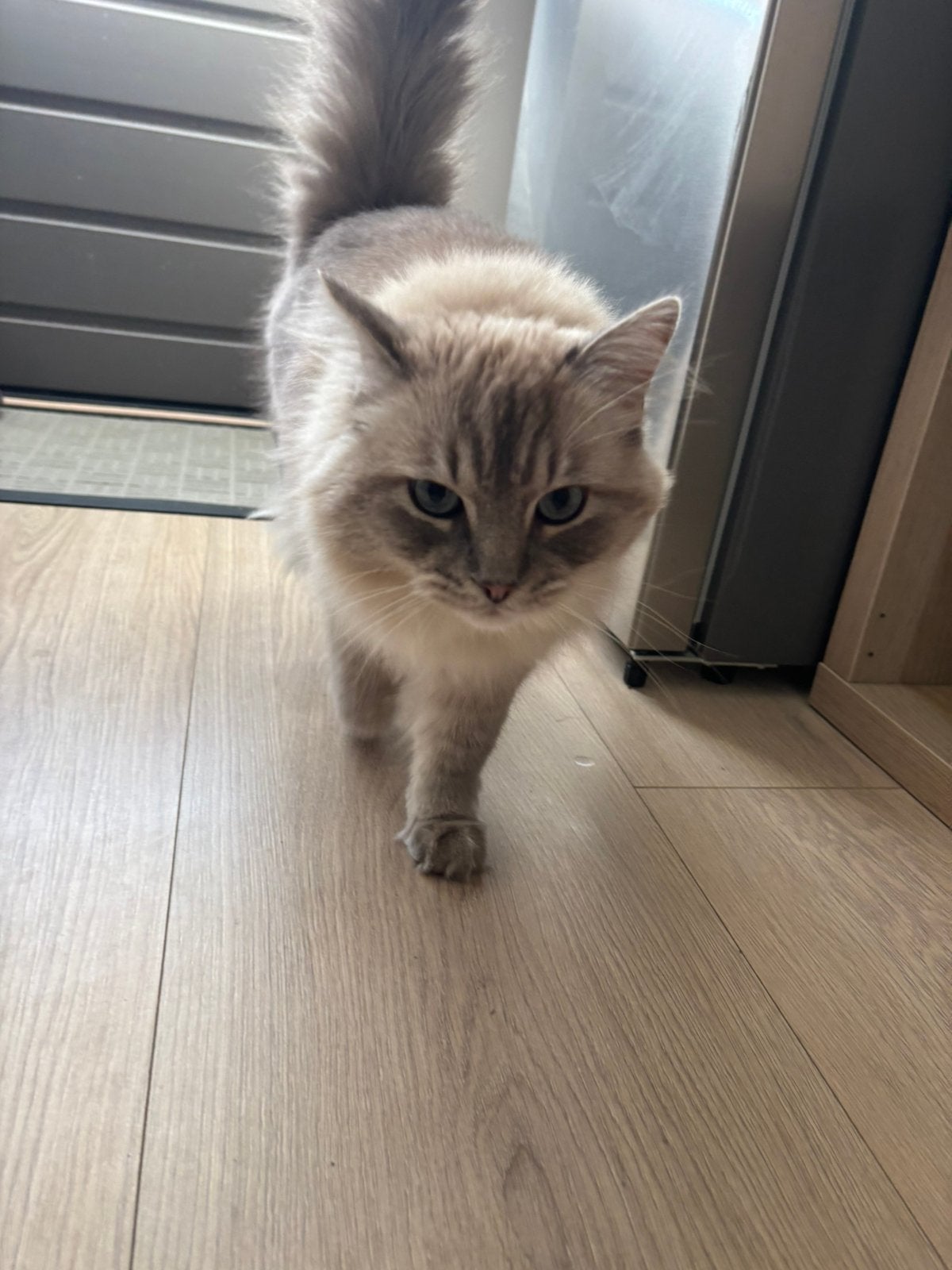 Ragdoll kater zoekt nieuw huisje, Kater, Ontwormd