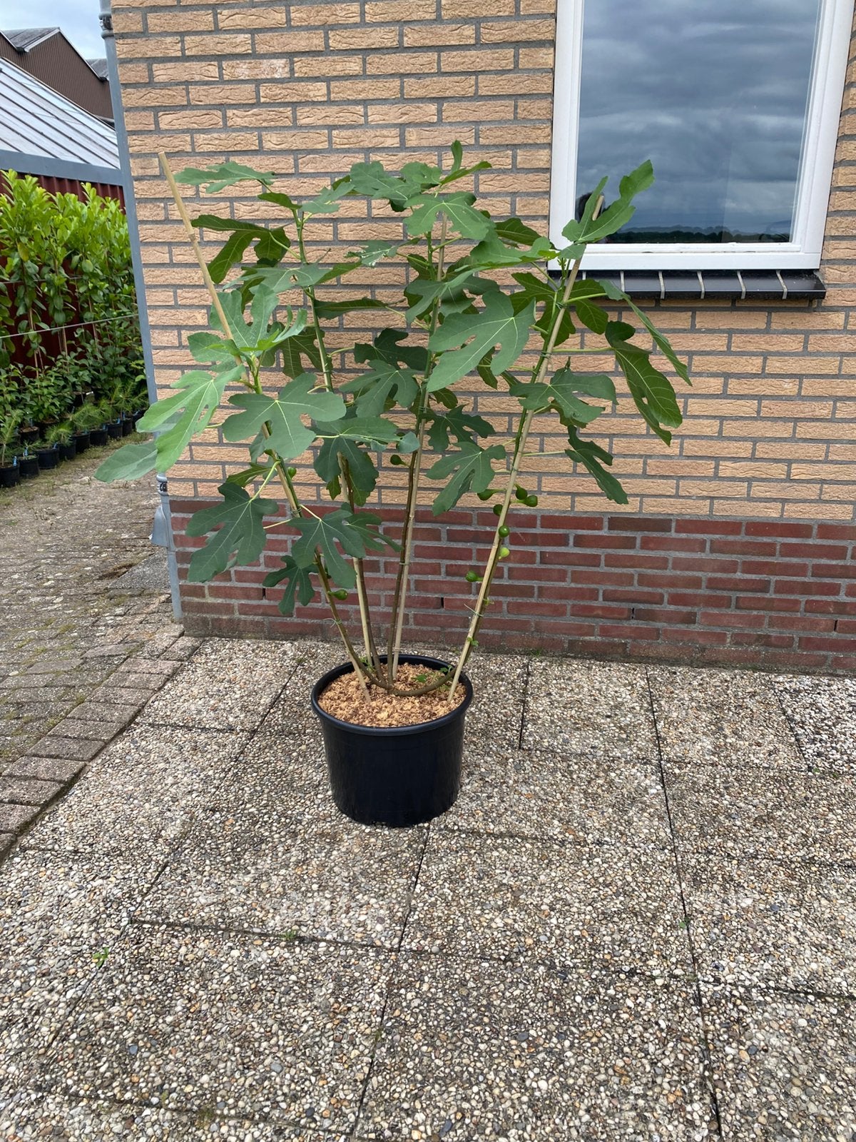 Meerstammige vijgenboom, Bloeit niet, Overige soorten, 100 tot 250 cm, Ophalen