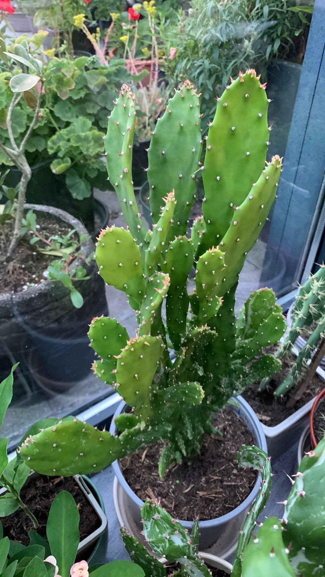 Cactus plant met pot €10, Ophalen, Cactus, Volle zon, Minder dan 100 cm
