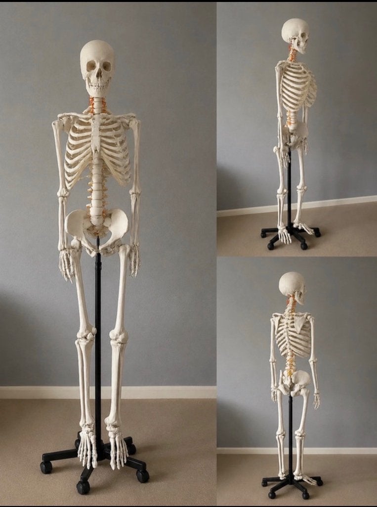 Anatomisch skelet, Ophalen, Zo goed als nieuw