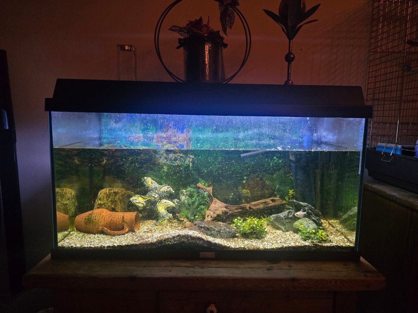 100 liter aquarium van het merk juwel, Ophalen, Gebruikt, Gevuld zoetwateraquarium, Verwarming