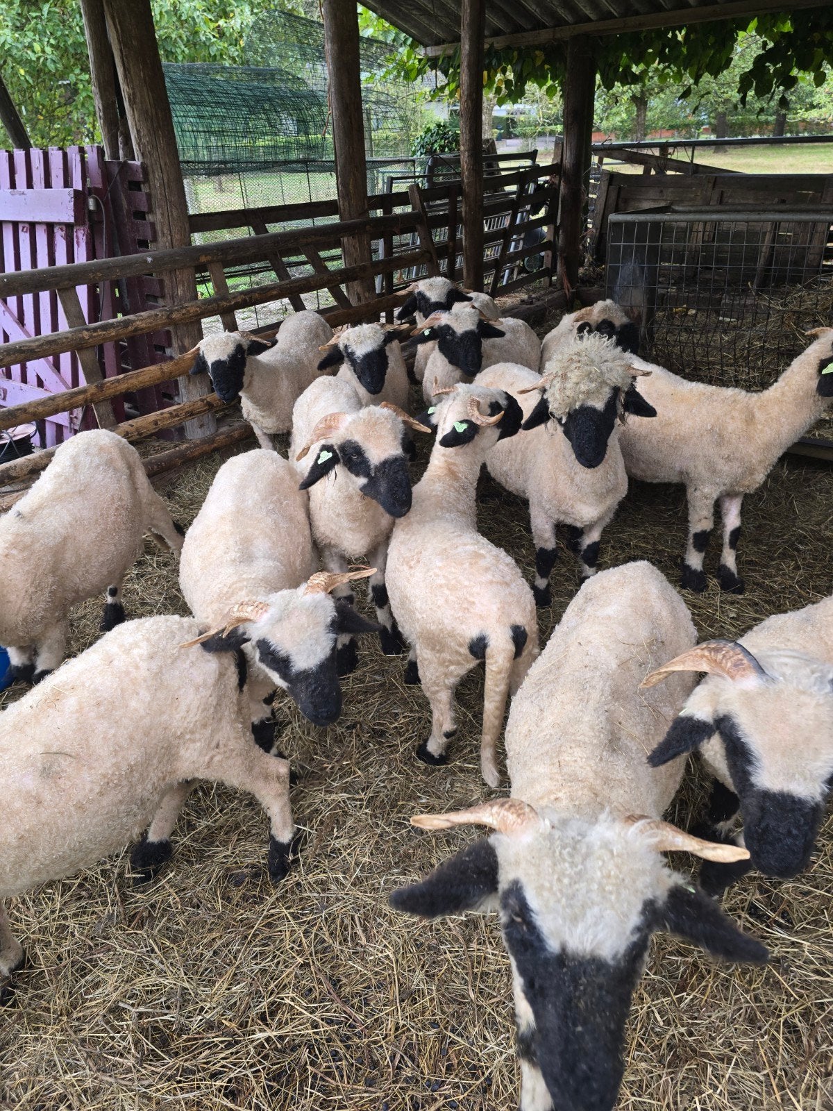 walliser schwarznase stamboek ooilammeren, Dieren en Toebehoren, Schapen, Geiten en Varkens, Vrouwelijk, Schaap, 0 tot 2 jaar