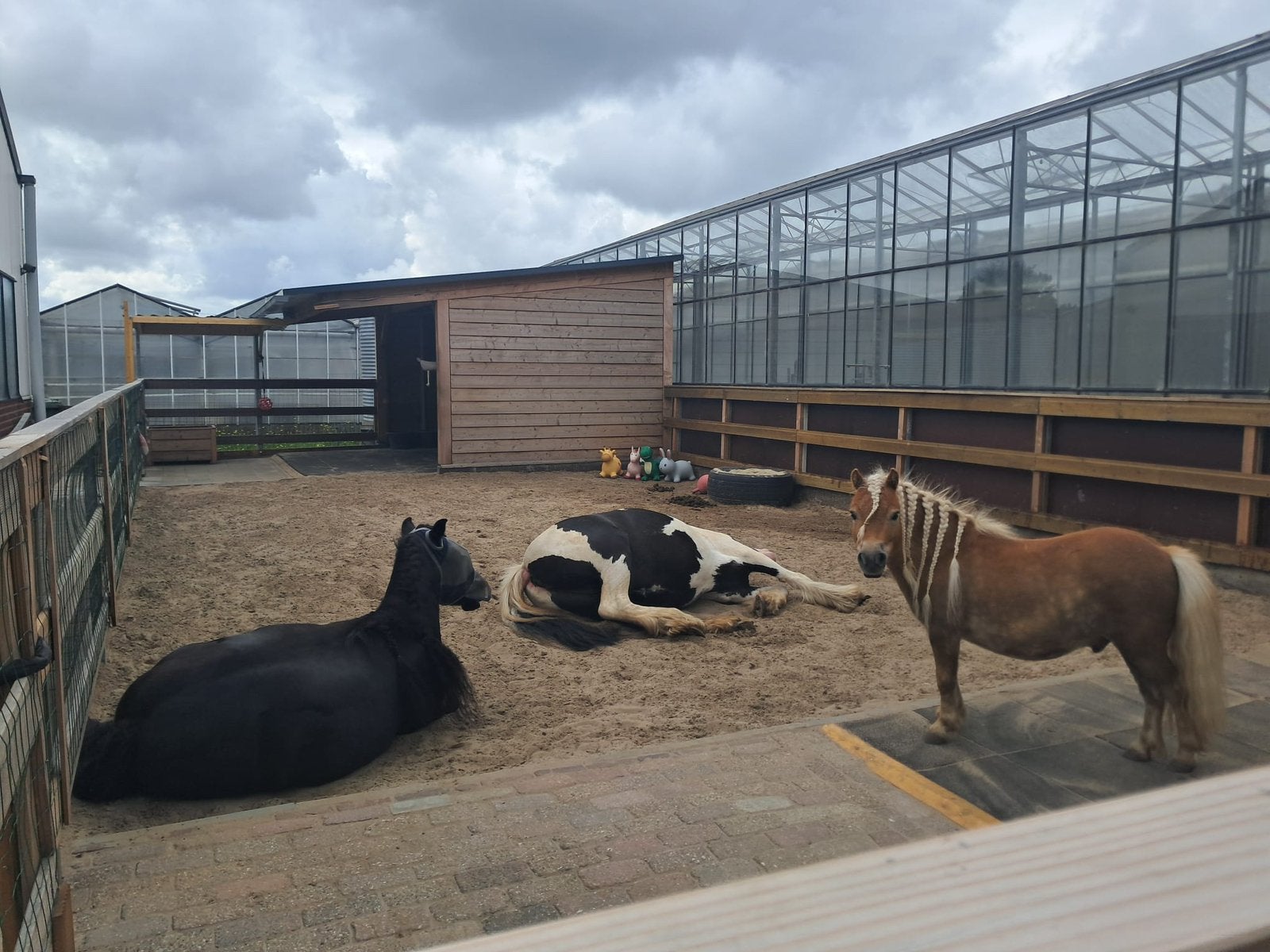 Stalling aangeboden Westland, Dieren en Toebehoren, Stalling, 2 of 3 paarden of pony's