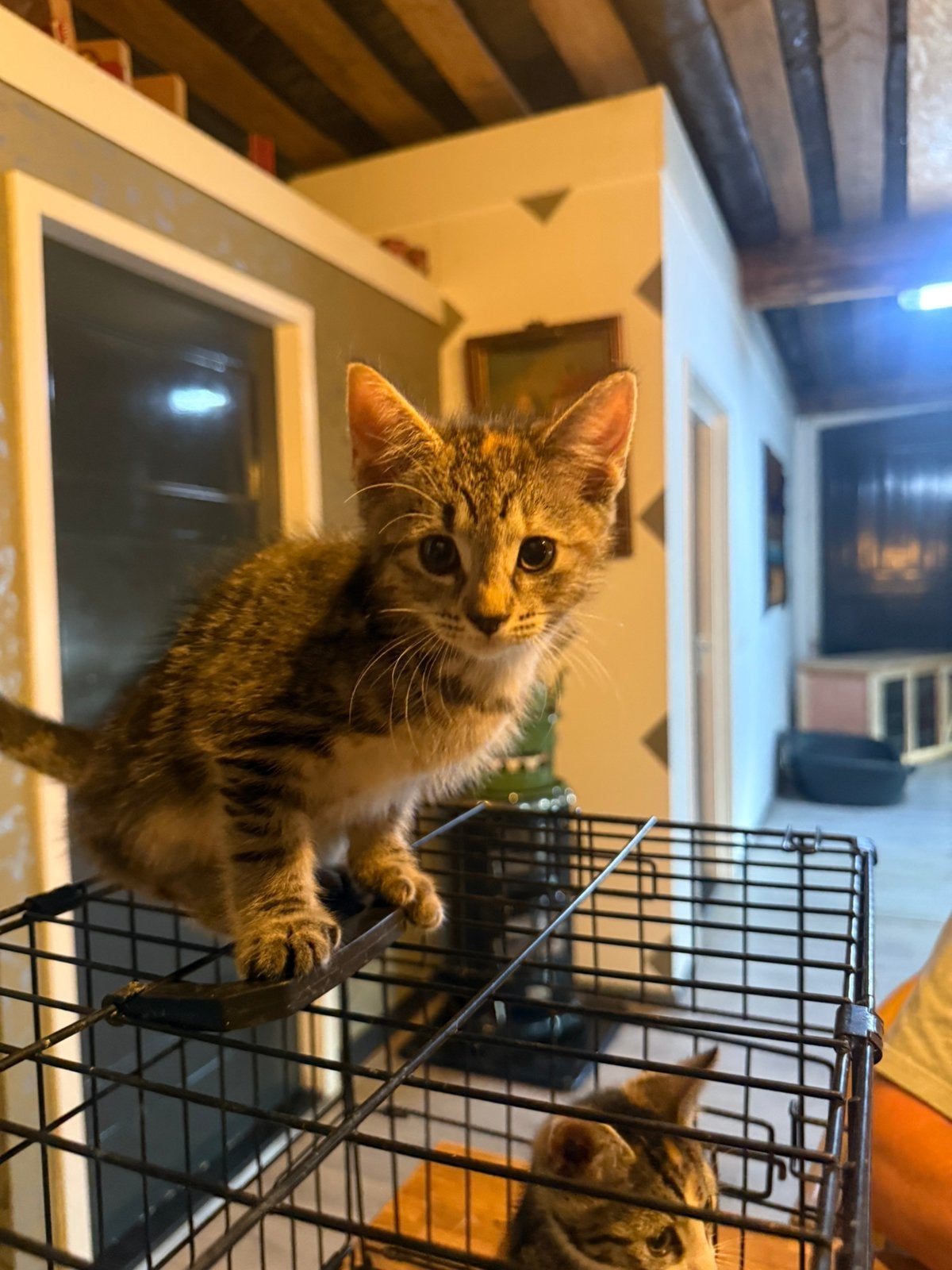 Kitten, Meerdere dieren