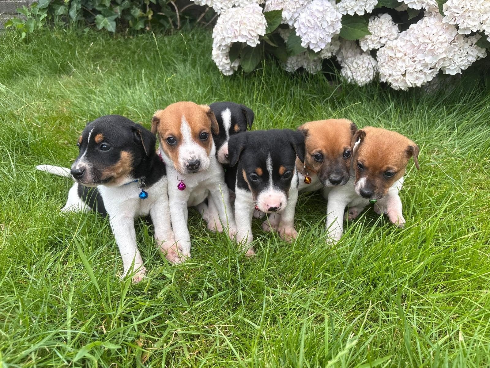6 mooie boerenfox puppy's, Dieren en Toebehoren, Honden | Niet-rashonden, 8 tot 15 weken, Meerdere, Meerdere dieren, Middel