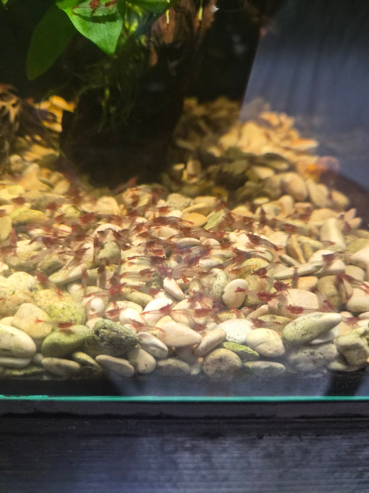 Neocaridina red rilli 10 voor 10 euro, Dieren en Toebehoren, Vissen | Aquaria en Toebehoren, Ophalen, Nieuw, Plant(en), Steen of Hout