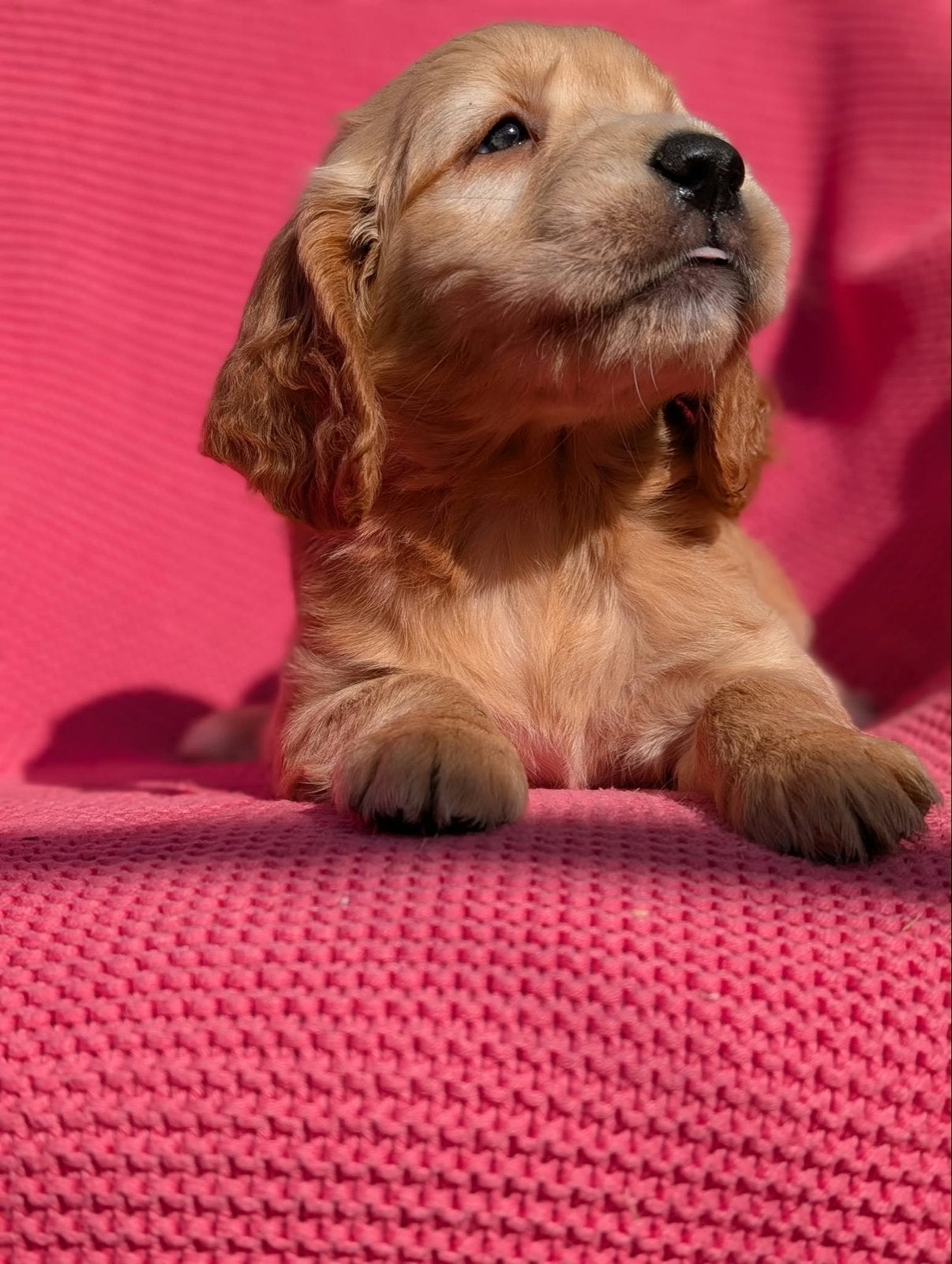Golden cocker retriever pup, 8 tot 15 weken, Teef, Eén hond, Klein