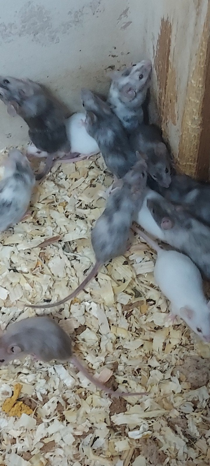 muizen, September, Meerdere dieren, Muis