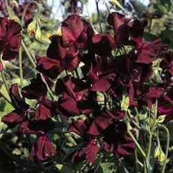 Zaden Lathyrus odoratus Beaujolais, Verzenden, Volle zon