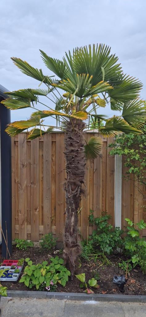 500 zaden van een Trachycarpus fortunei, Verzenden, Zomer, Volle zon, Palmboom
