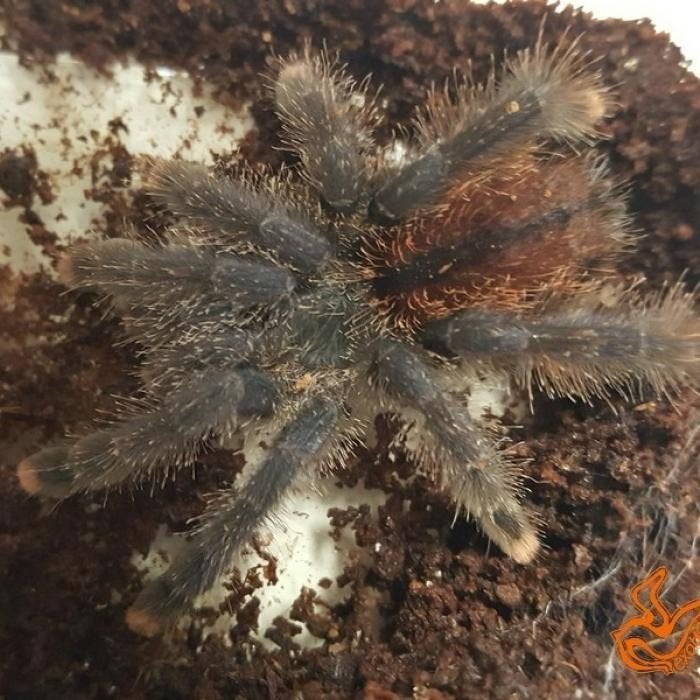 Avicularia avicularia, Overige soorten