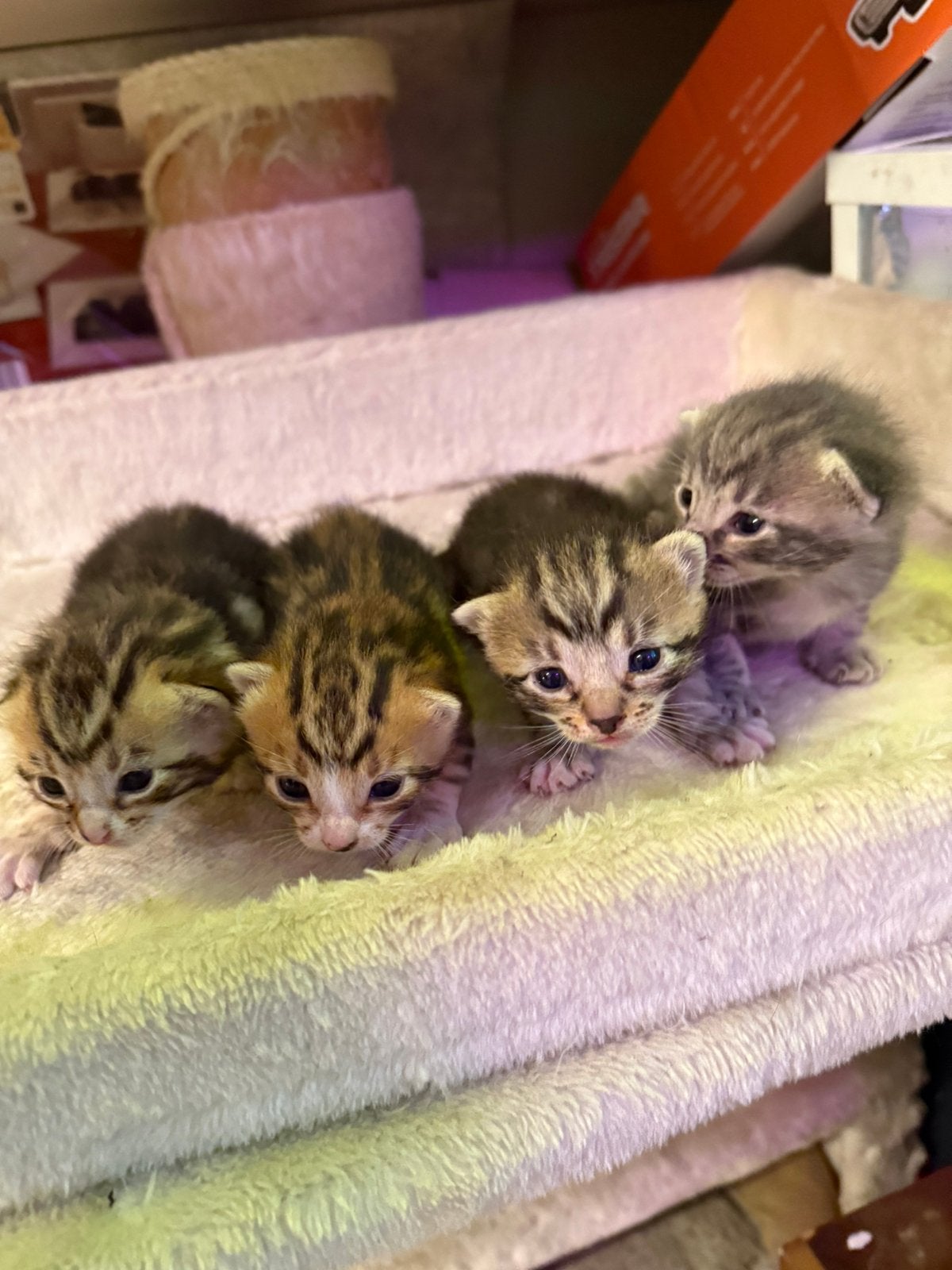 Prachtige schattige kittens half siamees/europese korthaar, Dieren en Toebehoren, Katten en Kittens | Raskatten | Korthaar, Meerdere dieren