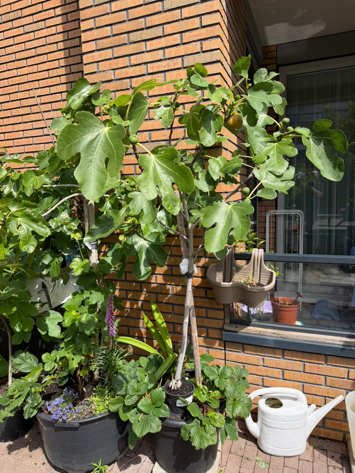 Vijgenboom Peretta Two Timer 1,8 meter 5 jaar oud, Ophalen, Lente, Volle zon, In pot