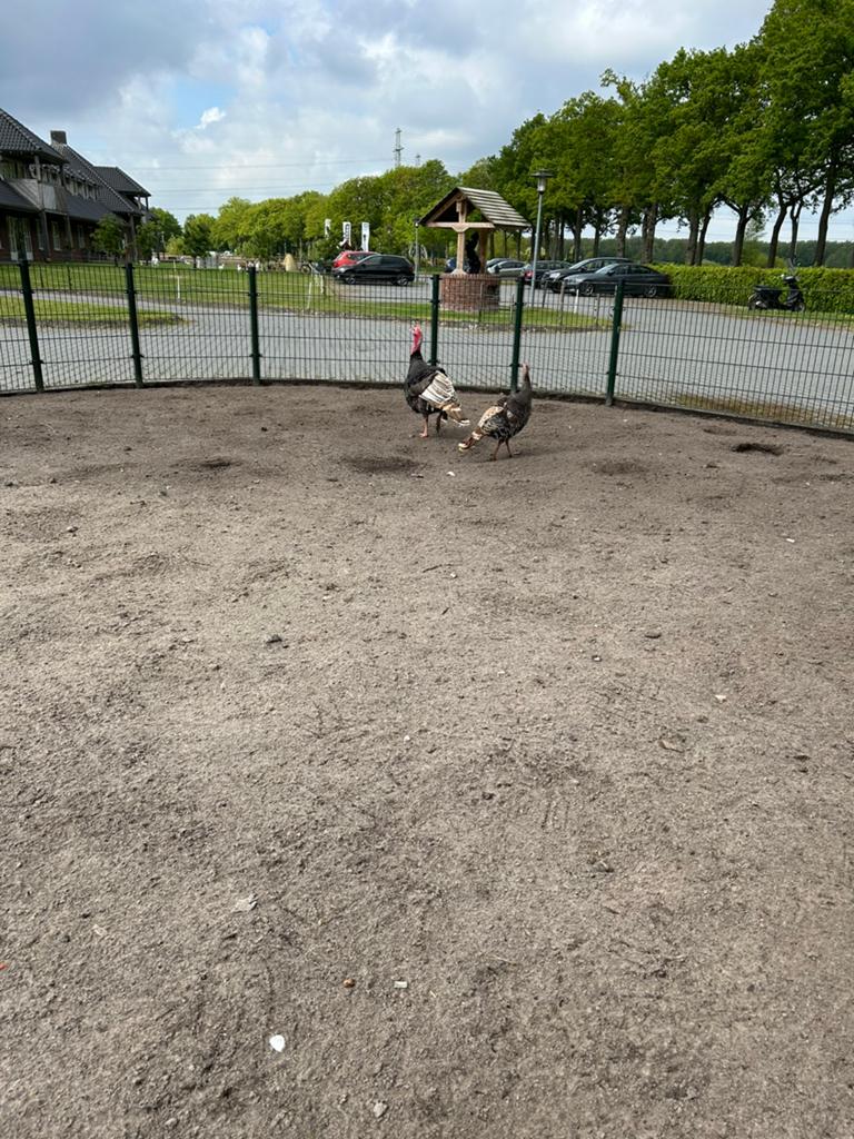 Span kalkoenen onverwand broed 25, Dieren en Toebehoren, Meerdere dieren, Eend