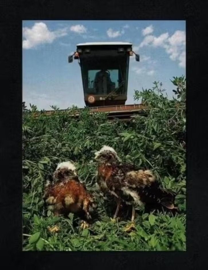 Oldambt Oost-Groningen Grauwe Kiekendief Roofvogels Jongen, Verzamelen, Ansichtkaarten | Dieren, Ophalen of Verzenden, 1980 tot heden