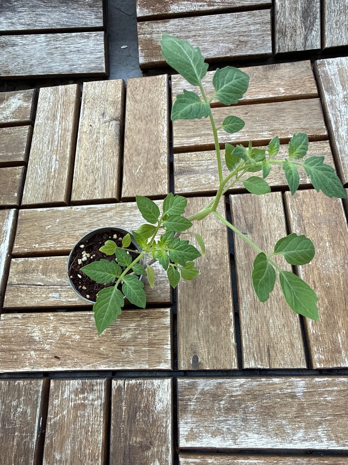 Tomatenplantje - Vers en klaar om te planten, Tuin en Terras, Volle zon, Groenteplanten, Eenjarig, Ophalen of Verzenden