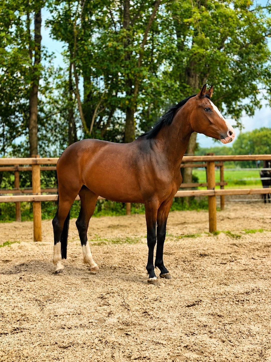 Talentvolle merrie (sir donnerhall x wolkenstein II ), Dieren en Toebehoren, Merrie, Dressuurpaard
