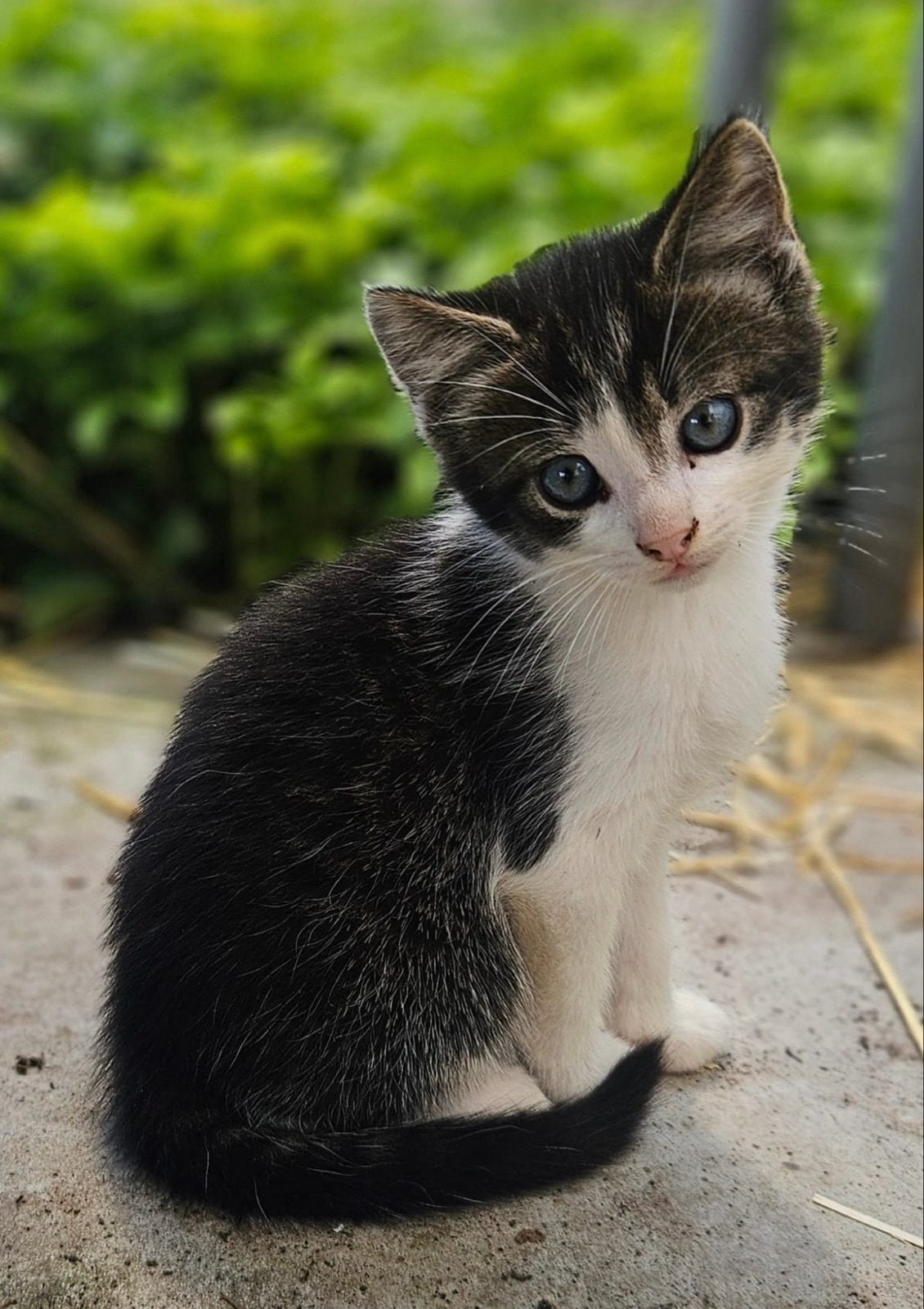 Kittens van de boerderij, Dieren en Toebehoren, Katten en Kittens | Overige Katten, Meerdere dieren, 0 tot 2 jaar