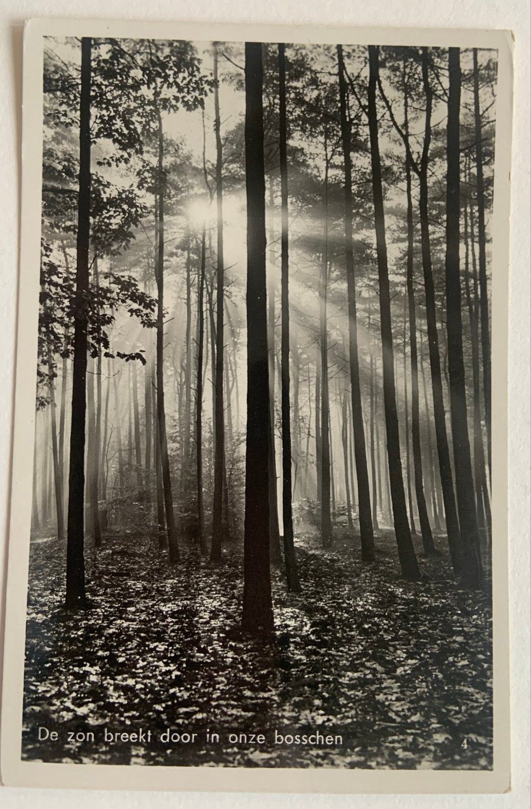 De zon breekt door in onze bosschen, Verzenden, 1920 tot 1940, Gelopen