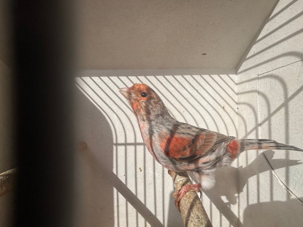 Koppel Rood Agaat Mozaïek Kanaries, Dieren en Toebehoren, Meerdere dieren, Kleurkanarie