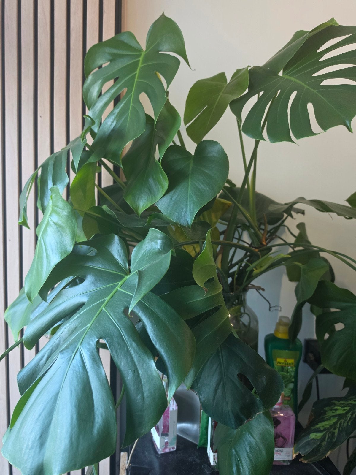 monstera zonder pot..., Ophalen, Halfschaduw, Minder dan 100 cm