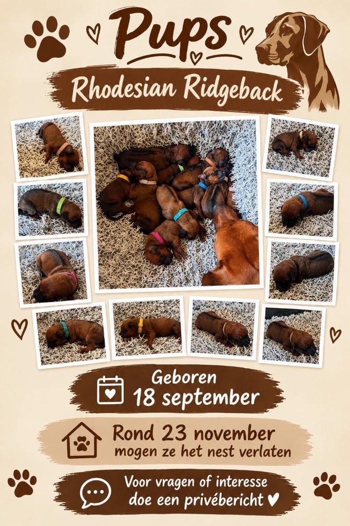 Rhodesian Ridgeback pups met stamboom, Dieren en Toebehoren, Overige rassen, 8 tot 15 weken, Meerdere, Meerdere dieren