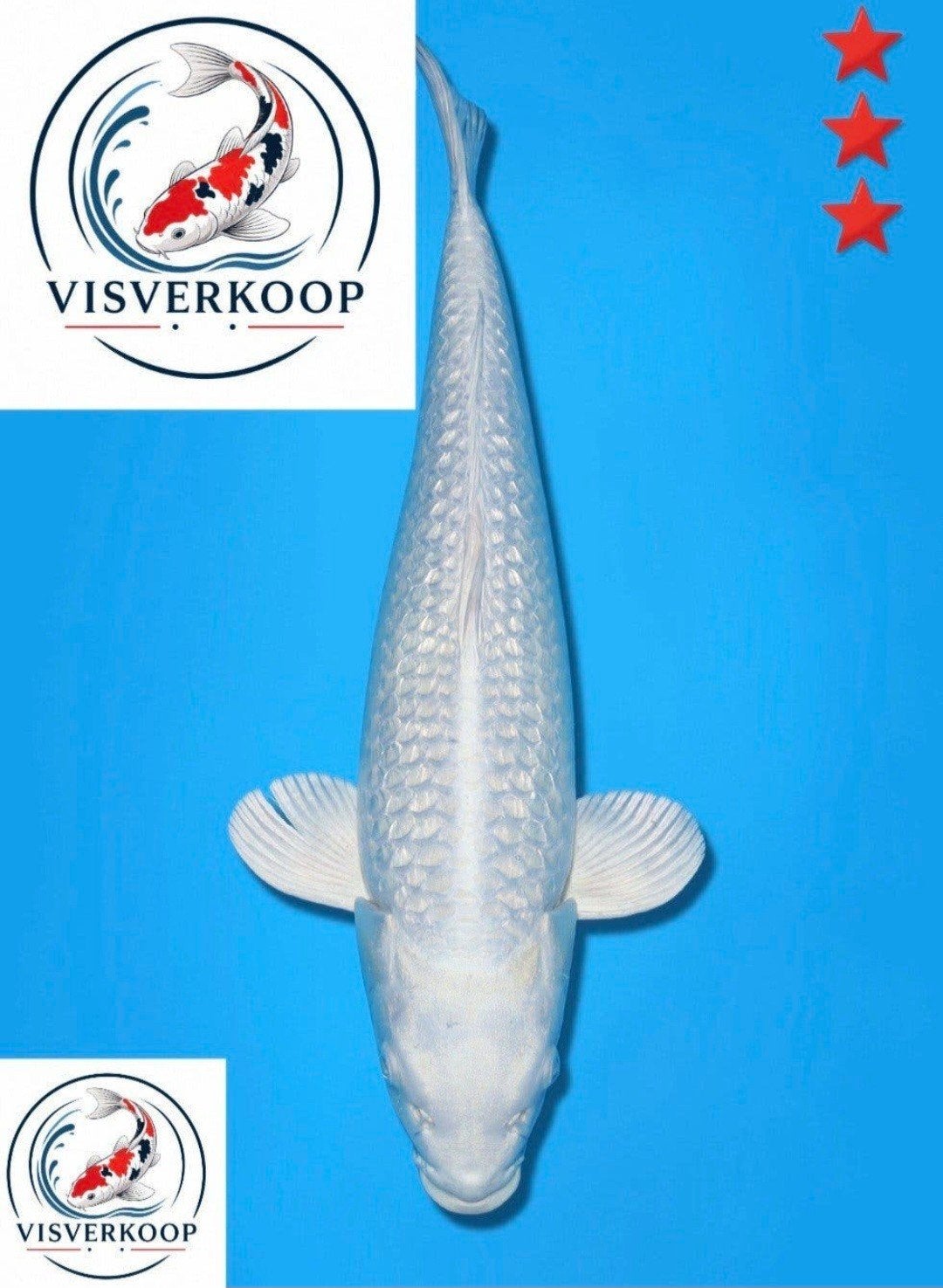 Koi Ginrin Platinum Ogon., Karper of Koi