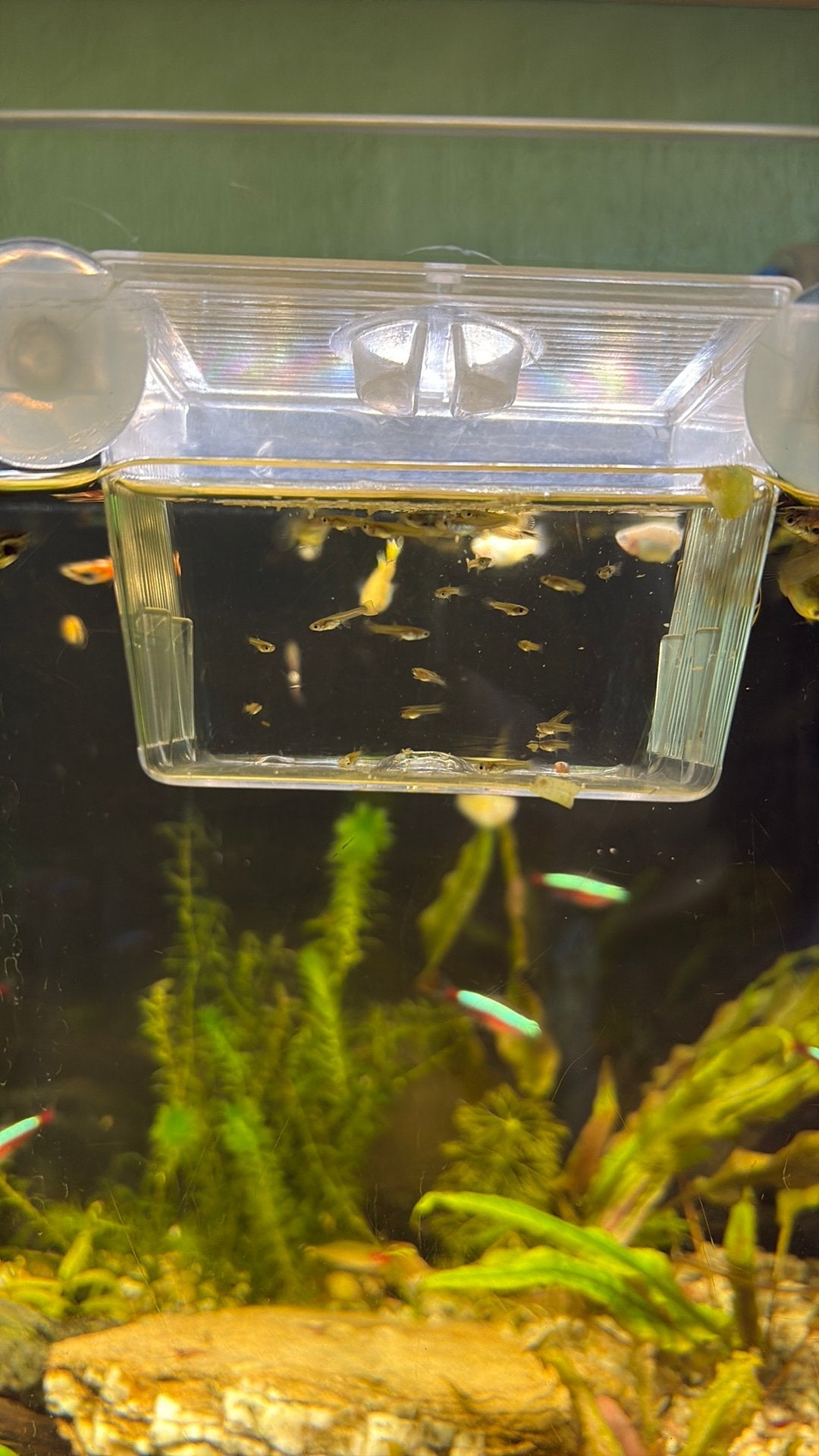 Guppen gratis, Dieren en Toebehoren, Vissen | Aquariumvissen, Vis, Zoetwatervis