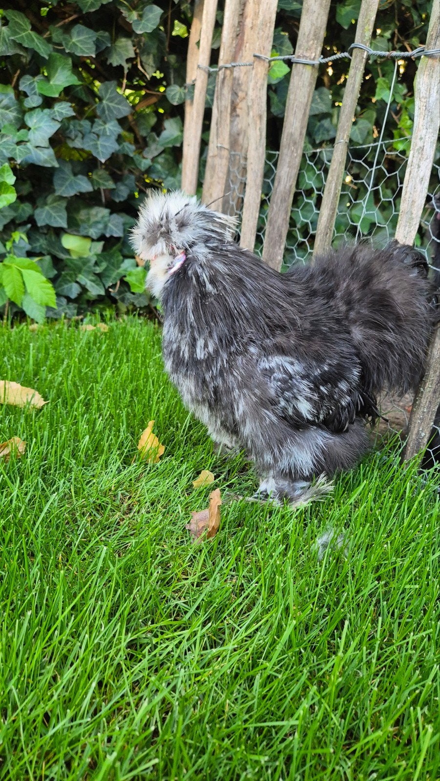 zijdehoen haantje, Dieren en Toebehoren, Pluimvee, Mannelijk, Kip