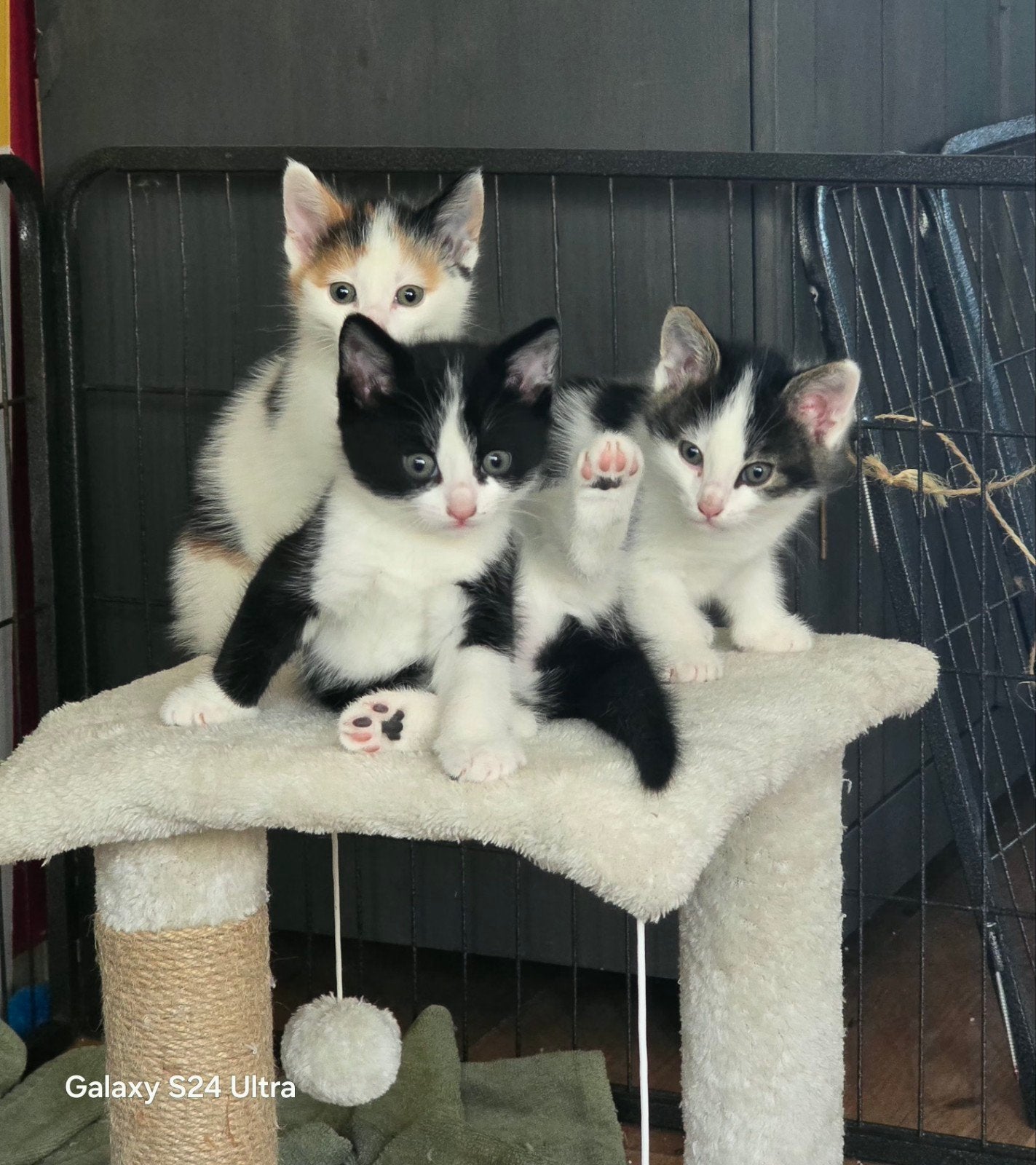 3 prachtige kittens