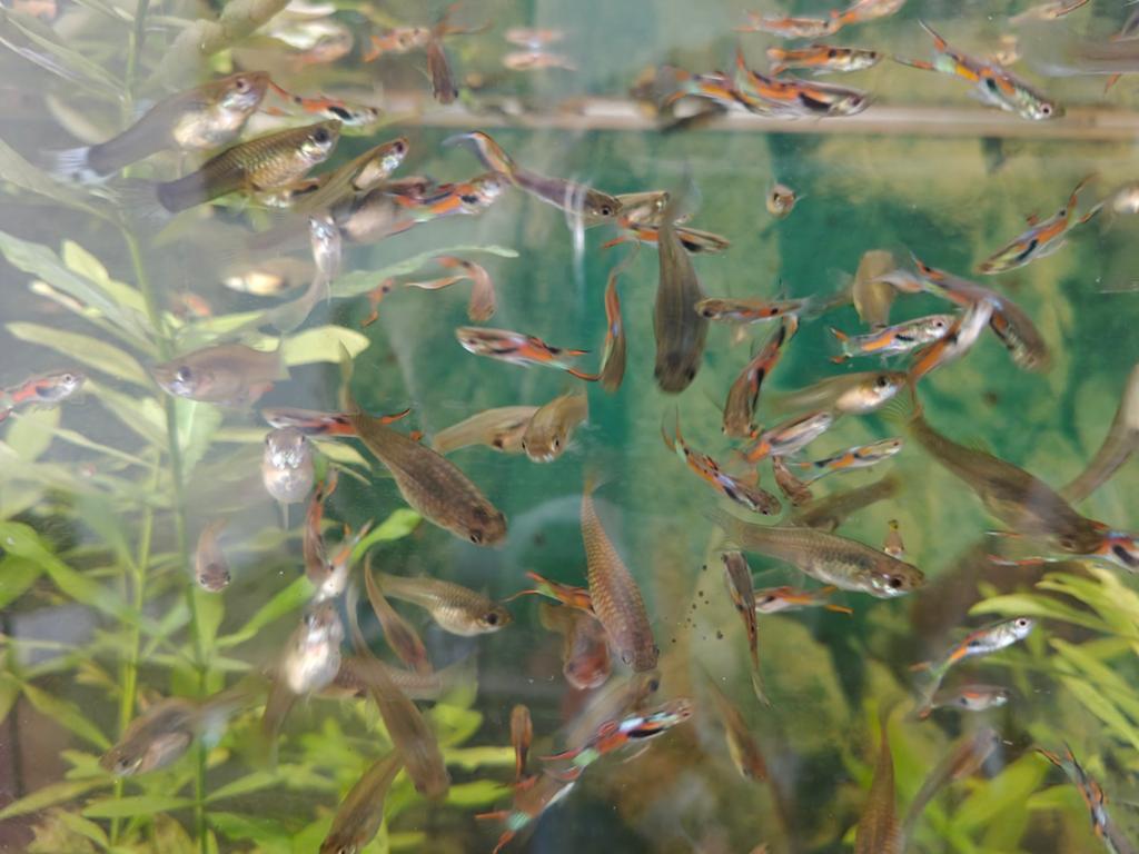 Volwassen Guppies man en vrouw  20 voor 5 Euro, Vis