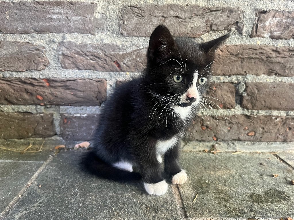 Lieve kitten zwart poesje, Dieren en Toebehoren, Meerdere dieren, 0 tot 2 jaar