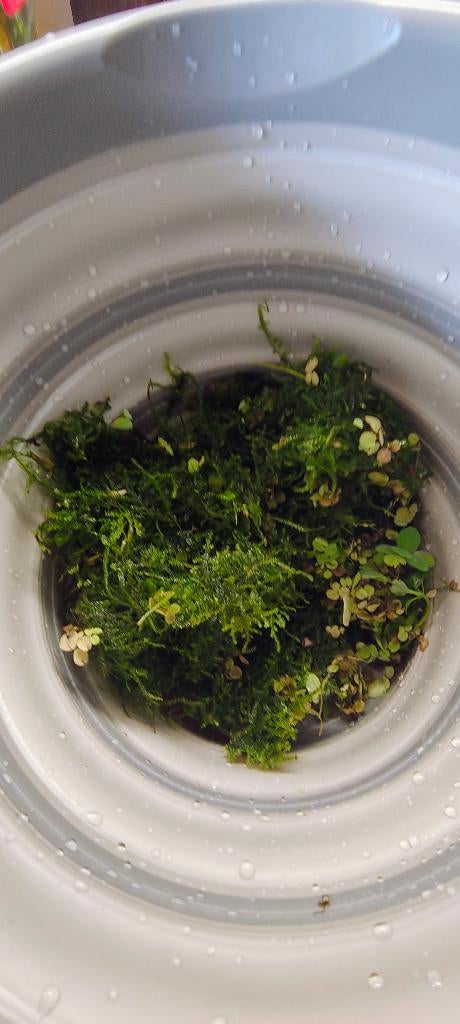 Aquarium planten, Gebruikt, Inclusief planten, Plant(en), Steen of Hout, Overige merken