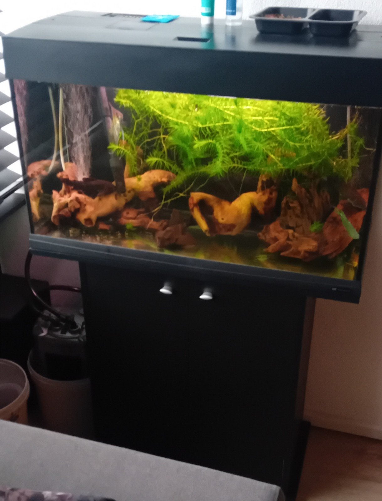 Aquarium  80x50x35, Ophalen of Verzenden, Inclusief deksel, Gebruikt, Gevuld zoetwateraquarium