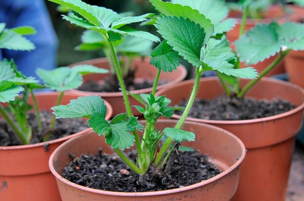Aardbei planten Biologisch, Tuin en Terras, Planten | Tuinplanten, Ophalen of Verzenden, Eenjarig, Groenteplanten, Volle zon