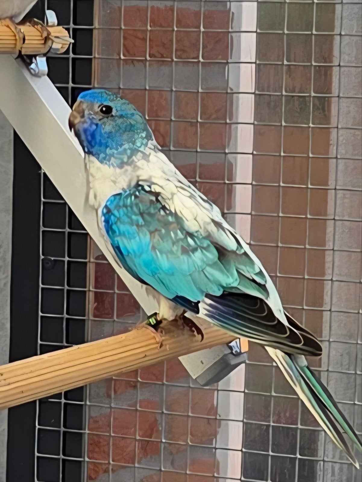 splendids blauw, Meerdere dieren, Parkiet, Geringd