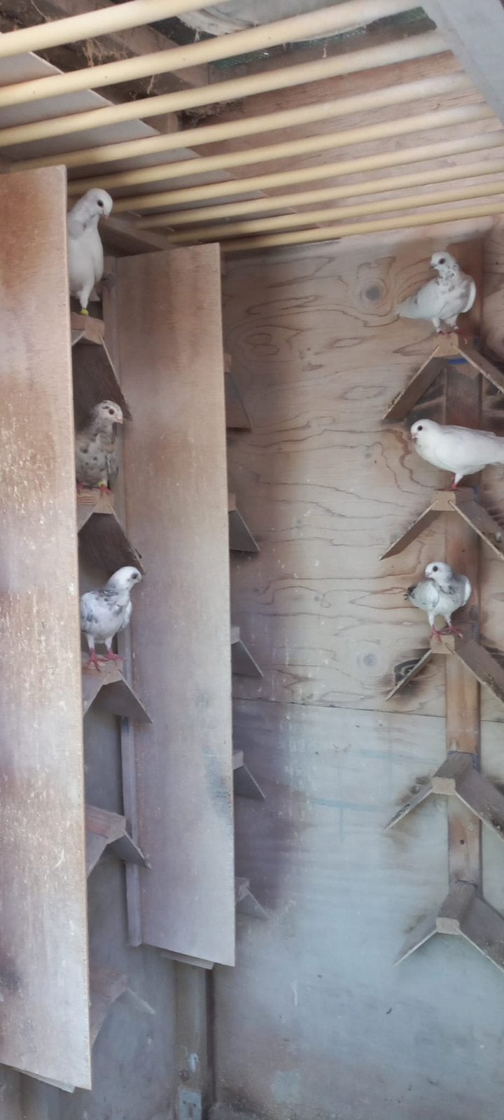FIGURITA DUIVEN, Dieren en Toebehoren, Meerdere dieren, Overige soorten