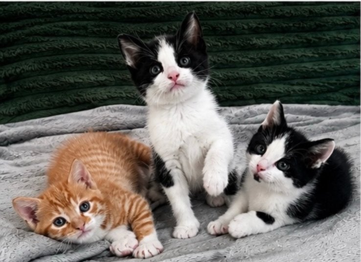 3 prachtige kittens te koop!, Kater, Kortharig, 0 tot 2 jaar