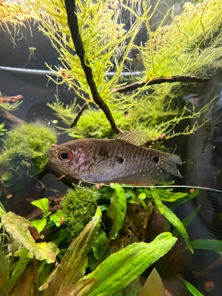 3 blauwespat Gouramies, Dieren en Toebehoren, Vis, Zoetwatervis
