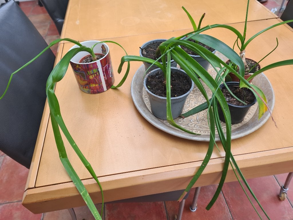 ALBUCA bracteata/Zwangere ui, Ophalen, Vetplant, Halfschaduw, In pot