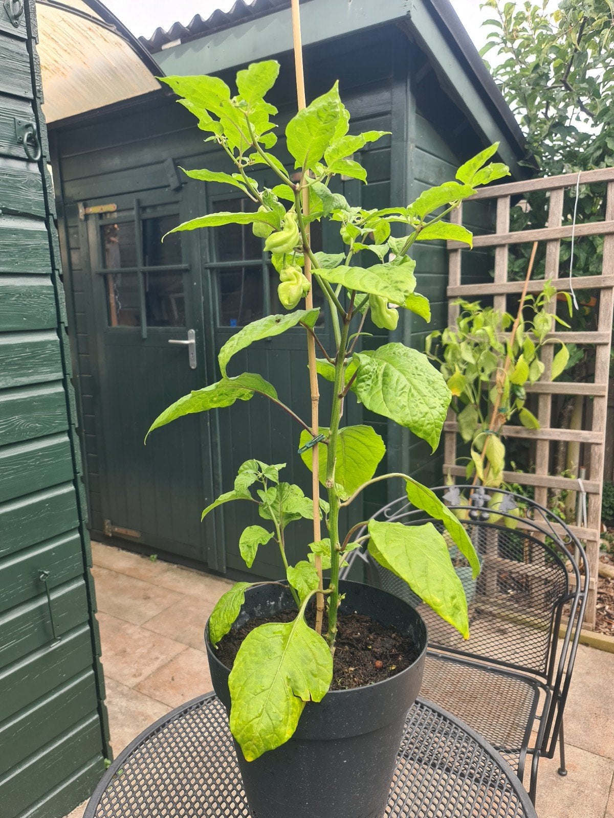 Madame Jeanette peperplant 70 cm, Tuin en Terras, Ophalen, Minder dan 100 cm, Overige soorten, Zomer