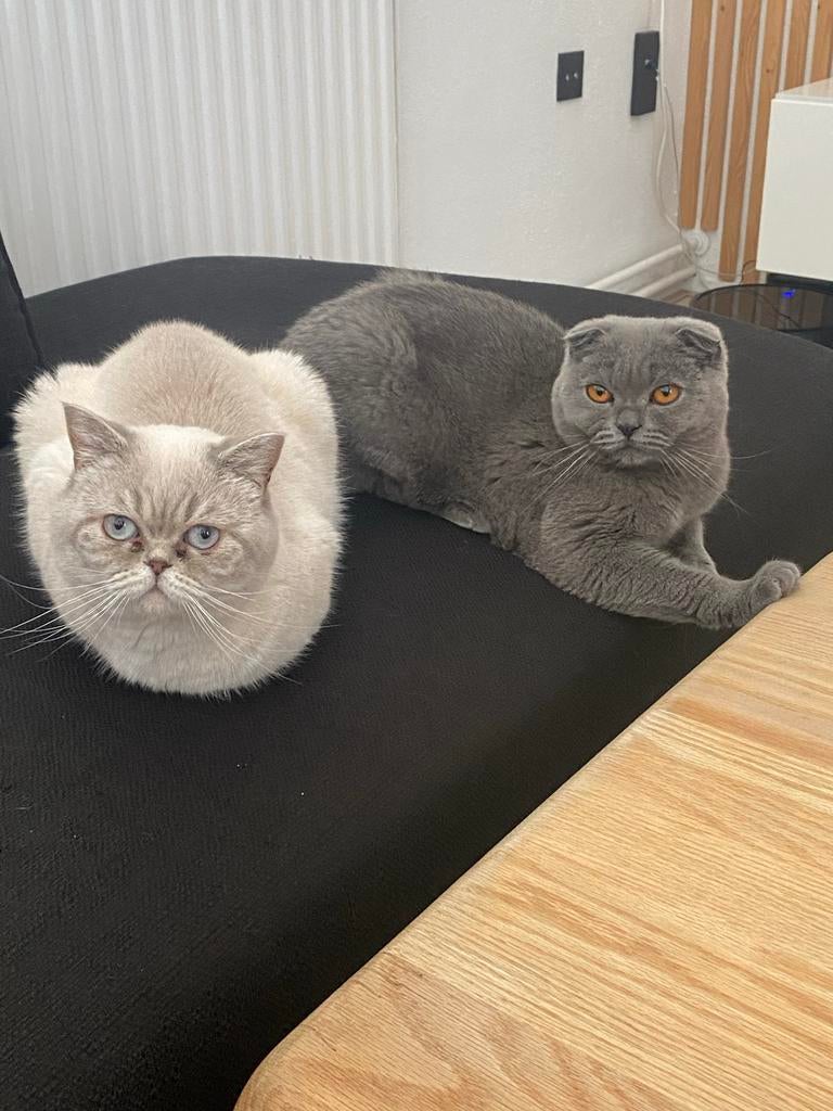 Lief thuis gezocht voor onze 2 Britse Korthaar poezen, Poes