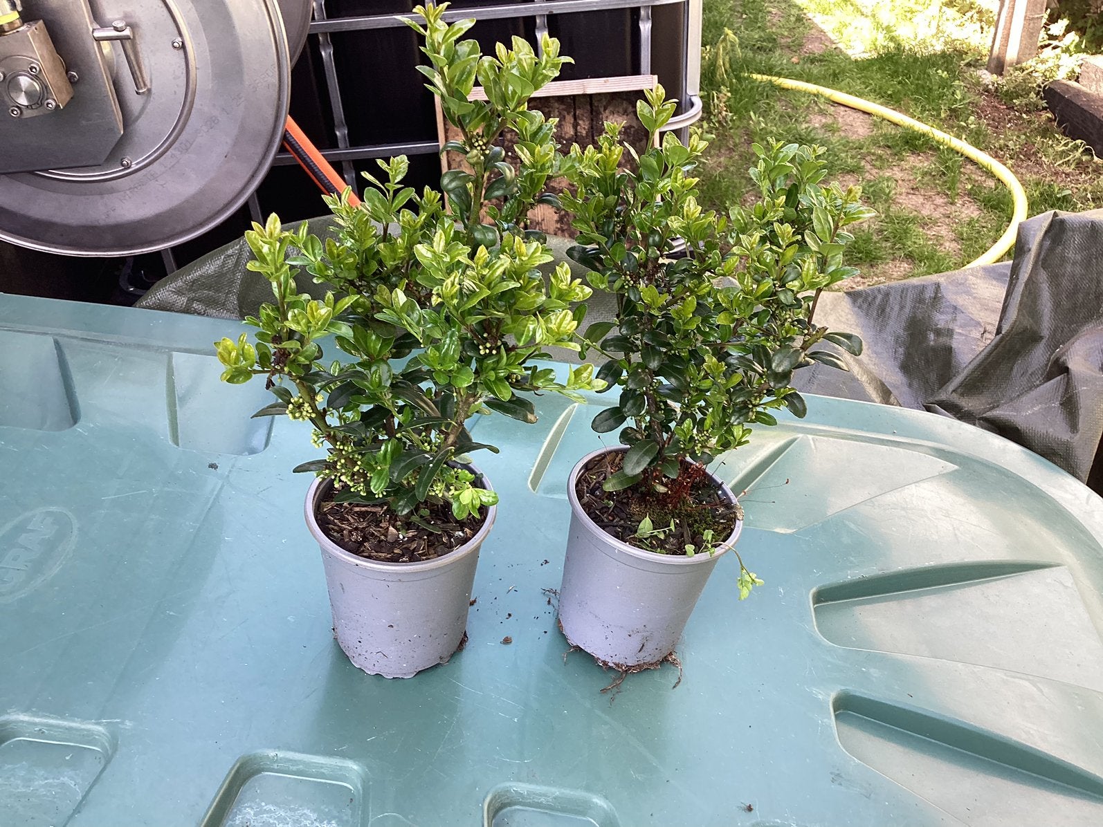 Ilex crenata carolina upright japanse hulst, Ophalen, Hulst, Minder dan 100 cm