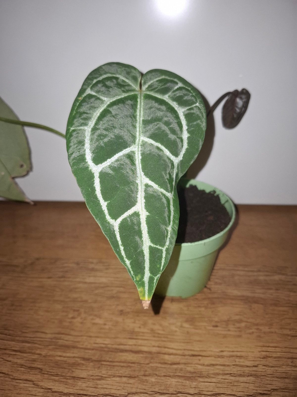 Anthurium clarinervium 1, Ophalen, Overige soorten, Halfschaduw, Minder dan 100 cm